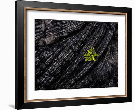 Volcanoes National Park, Hawaii: a Fern Stands in Stark Contrast to the Hardened Pa'Hoehoe Lava.-Ian Shive-Framed Photographic Print