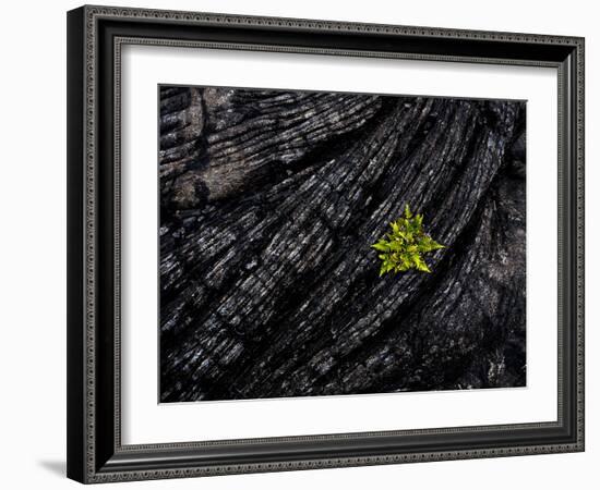 Volcanoes National Park, Hawaii: a Fern Stands in Stark Contrast to the Hardened Pa'Hoehoe Lava.-Ian Shive-Framed Photographic Print