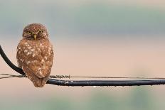 Pretty Little Angry Man-Volkan Donbaloglu-Photographic Print