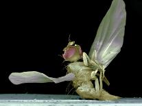 Dead Fly, SEM-Volker Steger-Photographic Print