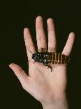 Madagascan Giant Hissing Cockroach-Volker Steger-Photographic Print