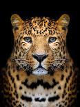 Close-Up Leopard Portrait on Dark Background-Volodymyr Burdiak-Photographic Print