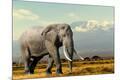 Photographic Print