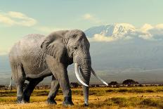 Elephant on Kilimajaro Mount Background in National Park of Kenya, Africa-Volodymyr Burdiak-Photographic Print