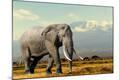 Photographic Print