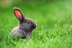 Young Funny Pig on a Spring Green Grass-Volodymyr Burdiak-Photographic Print