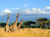 Three Giraffe on Kilimanjaro Mount Background in National Park of Kenya, Africa-Volodymyr Burdiak-Photographic Print