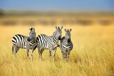 Zebra in the Grass Nature Habitat, National Park of Kenya. Wildlife Scene from Nature, Africa-Volodymyr Burdiak-Photographic Print