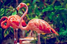 Pink Flamingo Close-Up in Singapore Zoo-Volodymyr Goinyk-Framed Photographic Print