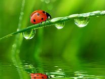 Fresh Morning Dew And Ladybird-volrab vaclav-Photographic Print
