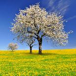 Spring Landscape With Blooming Cherry Trees-volrab vaclav-Framed Photographic Print