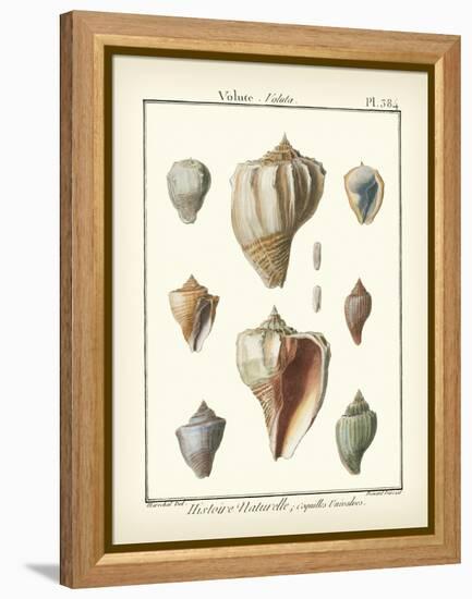 Volute Shells, Pl.384-Diderot-Framed Stretched Canvas