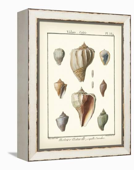 Volute Shells, Pl.384-Diderot-Framed Stretched Canvas