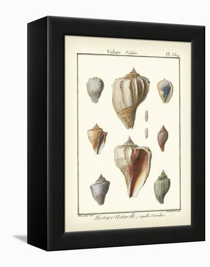 Volute Shells, Pl.384-Diderot-Framed Stretched Canvas