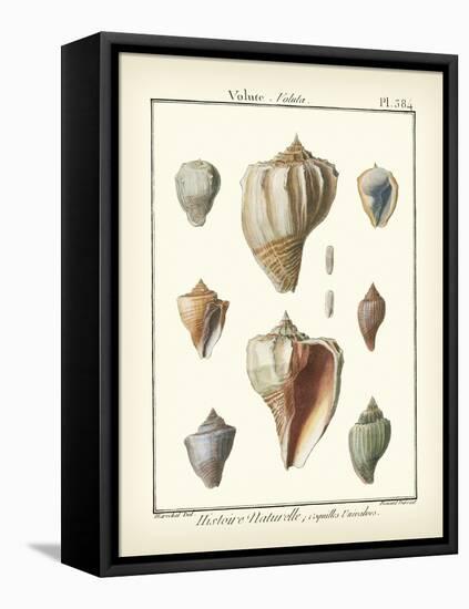 Volute Shells, Pl.384-Diderot-Framed Stretched Canvas