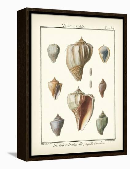 Volute Shells, Pl.384-Diderot-Framed Stretched Canvas