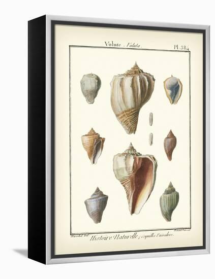 Volute Shells, Pl.384-Diderot-Framed Stretched Canvas
