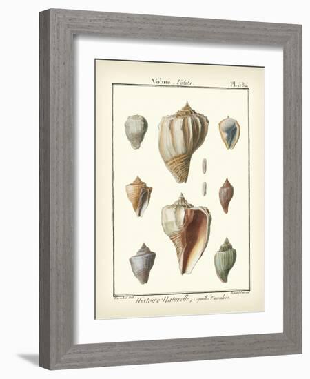 Volute Shells, Pl.384-Diderot-Framed Art Print