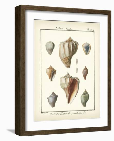 Volute Shells, Pl.384-Diderot-Framed Art Print