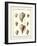 Volute Shells, Pl.384-Diderot-Framed Art Print