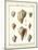 Volute Shells, Pl.384-Diderot-Mounted Art Print