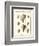 Volute Shells, Pl.384-Diderot-Framed Art Print