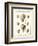 Volute Shells, Pl.384-Diderot-Framed Art Print