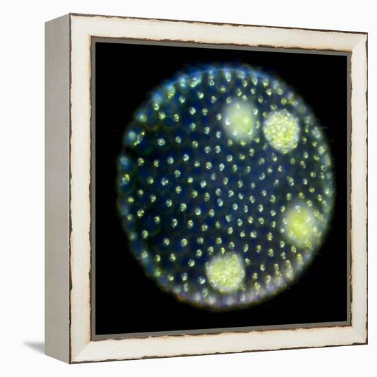 Volvox Colony, Light Micrograph-Sinclair Stammers-Framed Premier Image Canvas