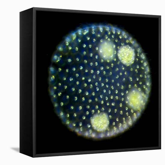 Volvox Colony, Light Micrograph-Sinclair Stammers-Framed Premier Image Canvas