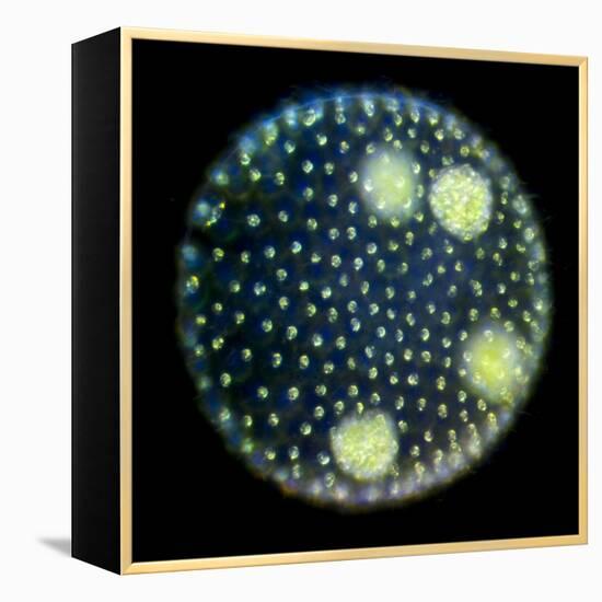 Volvox Colony, Light Micrograph-Sinclair Stammers-Framed Premier Image Canvas