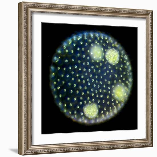 Volvox Colony, Light Micrograph-Sinclair Stammers-Framed Premium Photographic Print