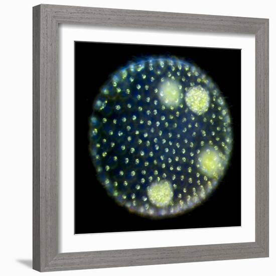 Volvox Colony, Light Micrograph-Sinclair Stammers-Framed Premium Photographic Print