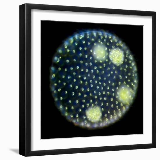 Volvox Colony, Light Micrograph-Sinclair Stammers-Framed Premium Photographic Print