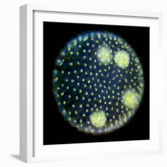 Volvox Colony, Light Micrograph-Sinclair Stammers-Framed Premium Photographic Print