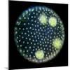 Volvox Colony, Light Micrograph-Sinclair Stammers-Mounted Premium Photographic Print