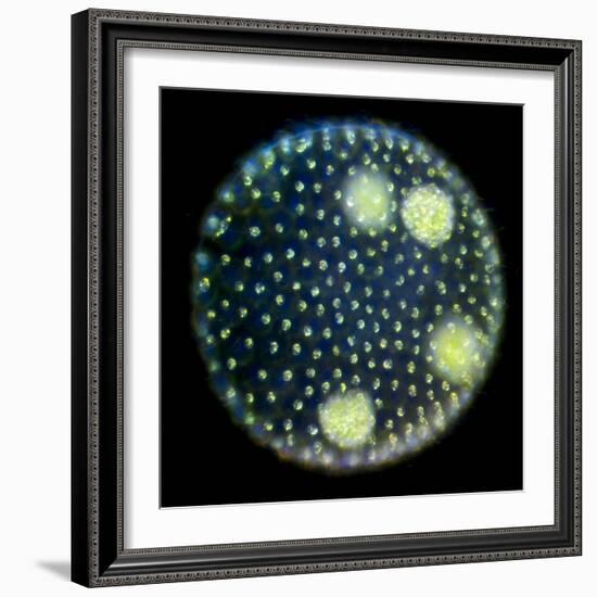 Volvox Colony, Light Micrograph-Sinclair Stammers-Framed Premium Photographic Print