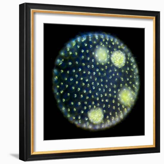 Volvox Colony, Light Micrograph-Sinclair Stammers-Framed Premium Photographic Print