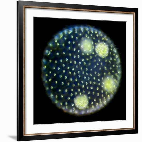Volvox Colony, Light Micrograph-Sinclair Stammers-Framed Photographic Print