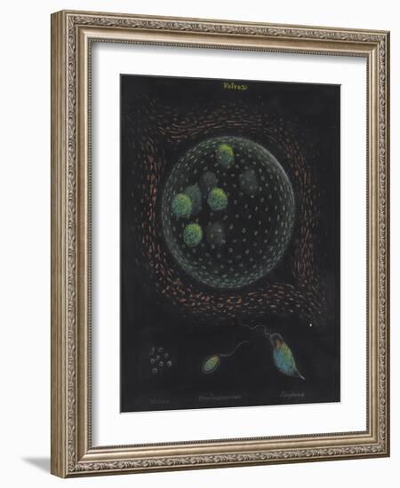 Volvox: Monas: Trachelomonas: Euglena-Philip Henry Gosse-Framed Giclee Print