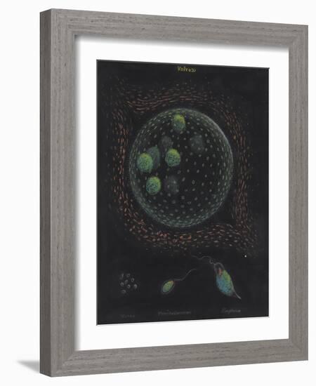 Volvox: Monas: Trachelomonas: Euglena-Philip Henry Gosse-Framed Giclee Print