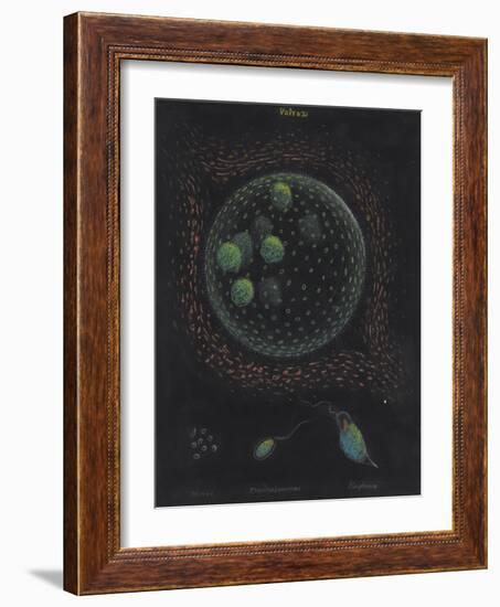 Volvox: Monas: Trachelomonas: Euglena-Philip Henry Gosse-Framed Giclee Print