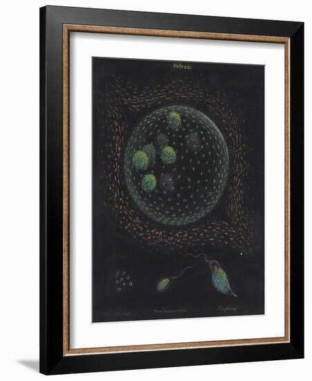 Volvox: Monas: Trachelomonas: Euglena-Philip Henry Gosse-Framed Giclee Print