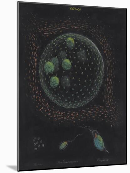 Volvox: Monas: Trachelomonas: Euglena-Philip Henry Gosse-Mounted Giclee Print