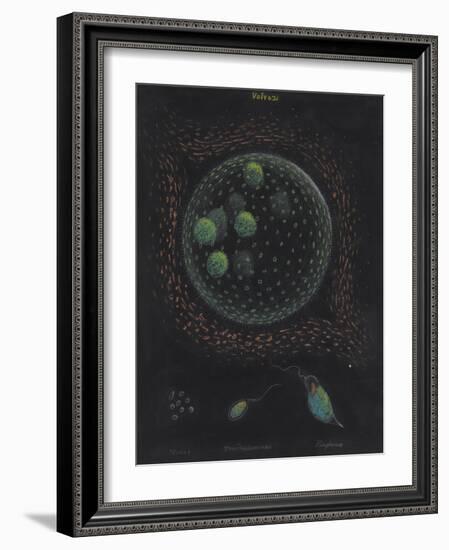 Volvox: Monas: Trachelomonas: Euglena-Philip Henry Gosse-Framed Giclee Print