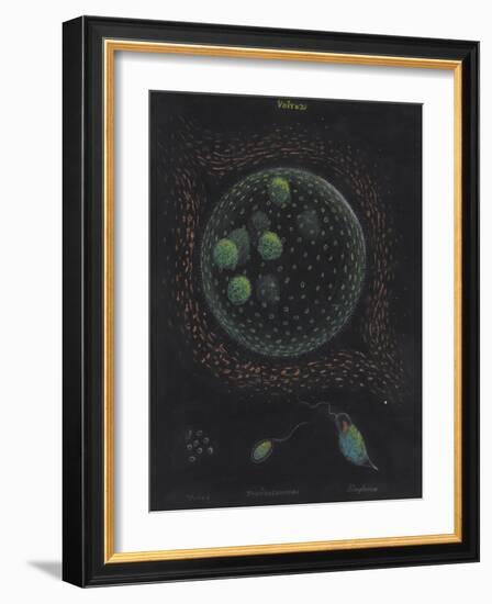 Volvox: Monas: Trachelomonas: Euglena-Philip Henry Gosse-Framed Giclee Print