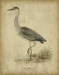 Vintage Heron I-Von Wright-Art Print