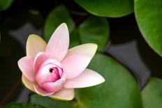 Pink Lotus-voraorn-Photographic Print