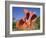 Vortex Sculpture by Alexander Calder, Phoenix Museum of Art, Phoenix, Arizona-Richard Cummins-Framed Photographic Print