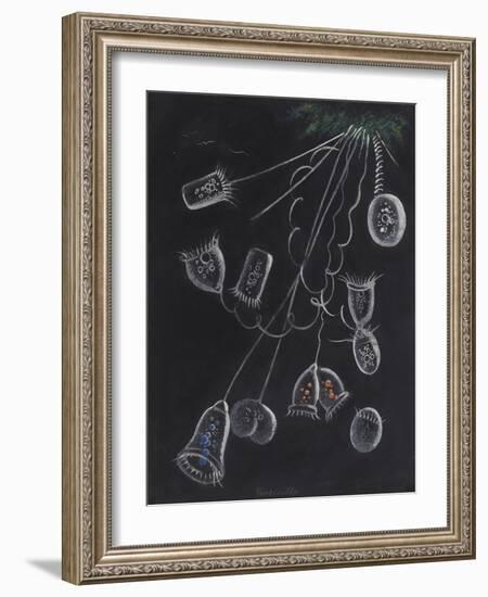 Vorticella-Philip Henry Gosse-Framed Giclee Print