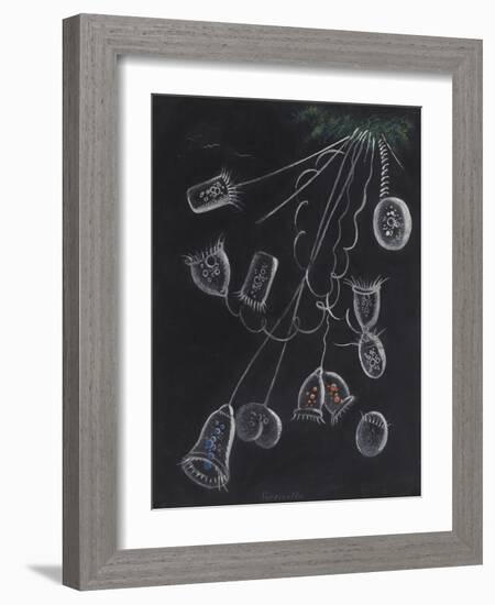 Vorticella-Philip Henry Gosse-Framed Giclee Print
